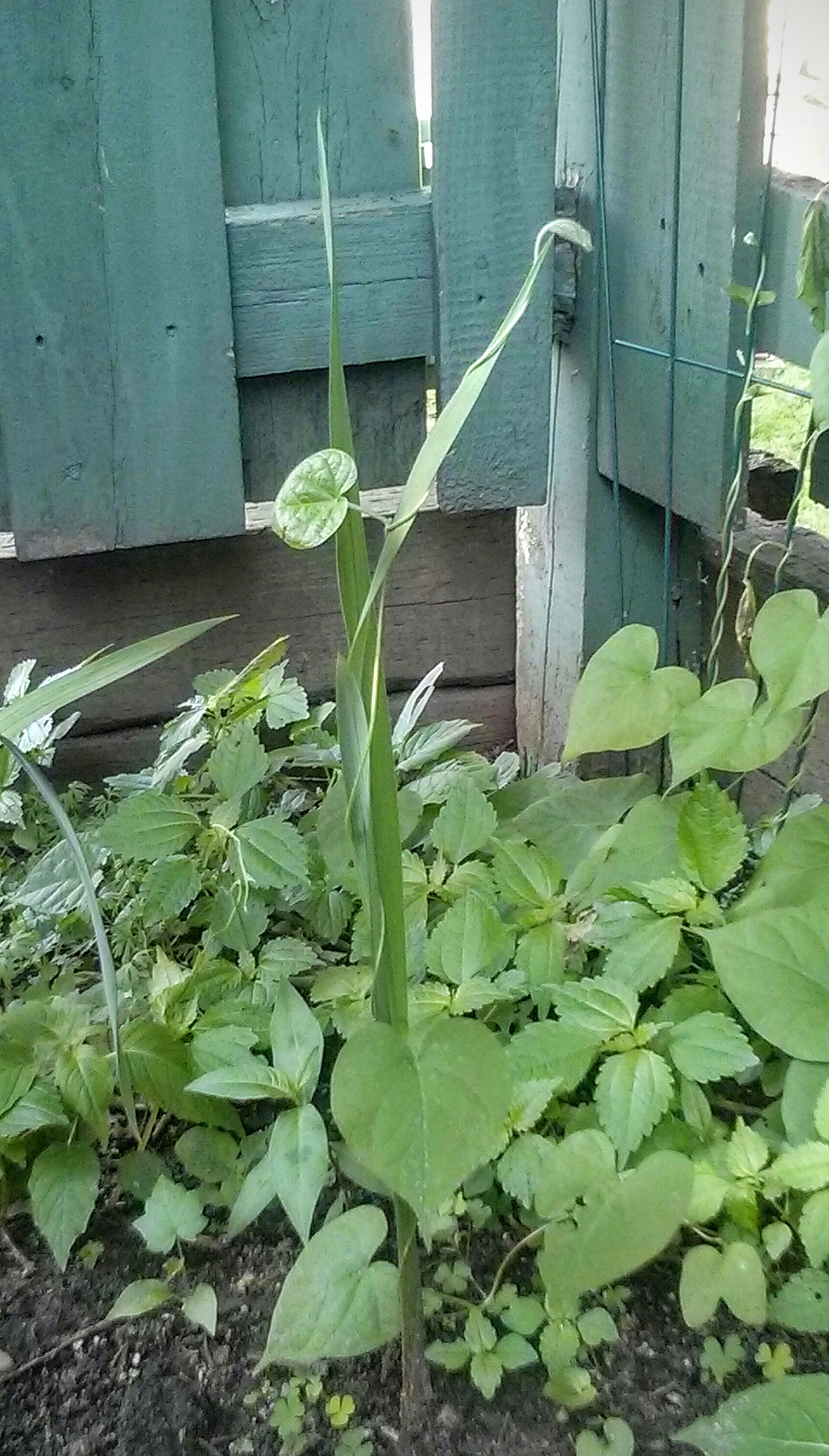 Morning glory vine climbing one of the gladiolas. If either or both of them were in bloom, it would be lovely.