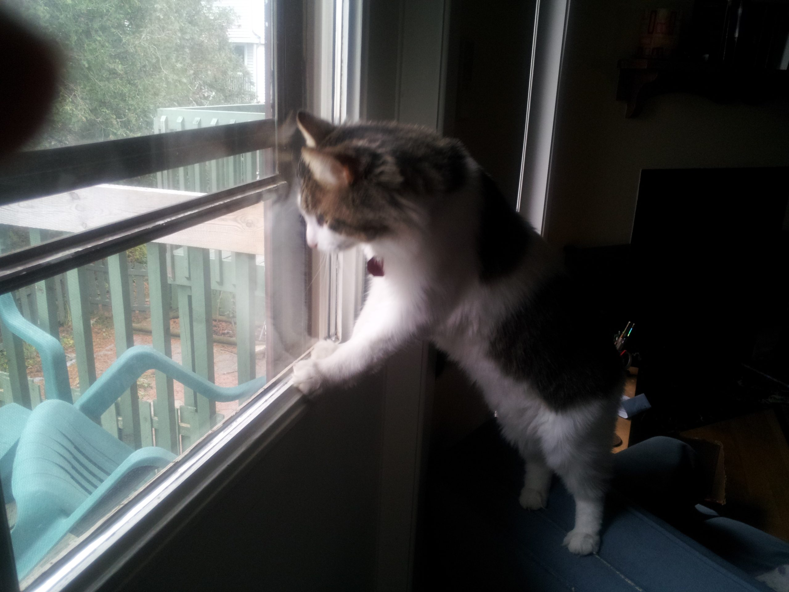 A long-furred grey-and-white cat, standing with his paws on the windowsill.
