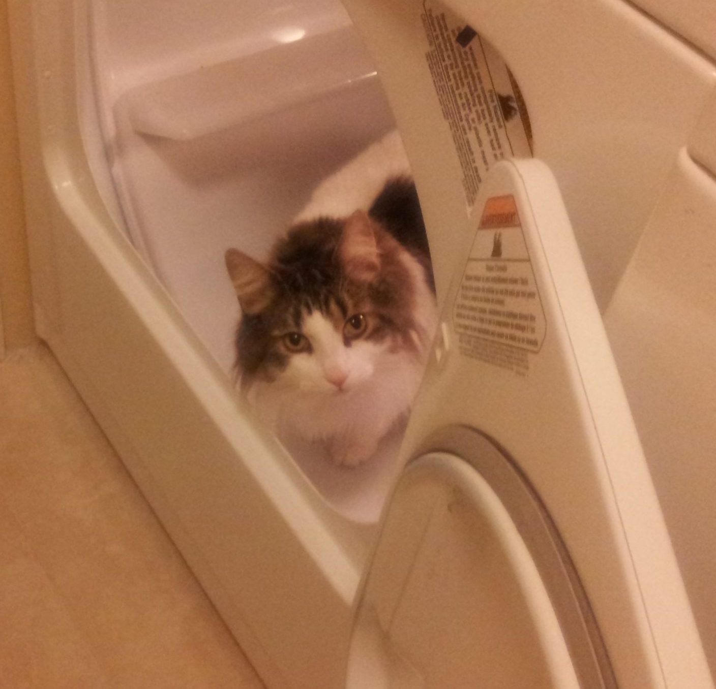 A long-furred grey-and-white cat, peering up at the viewer from inside a clothes dryer.