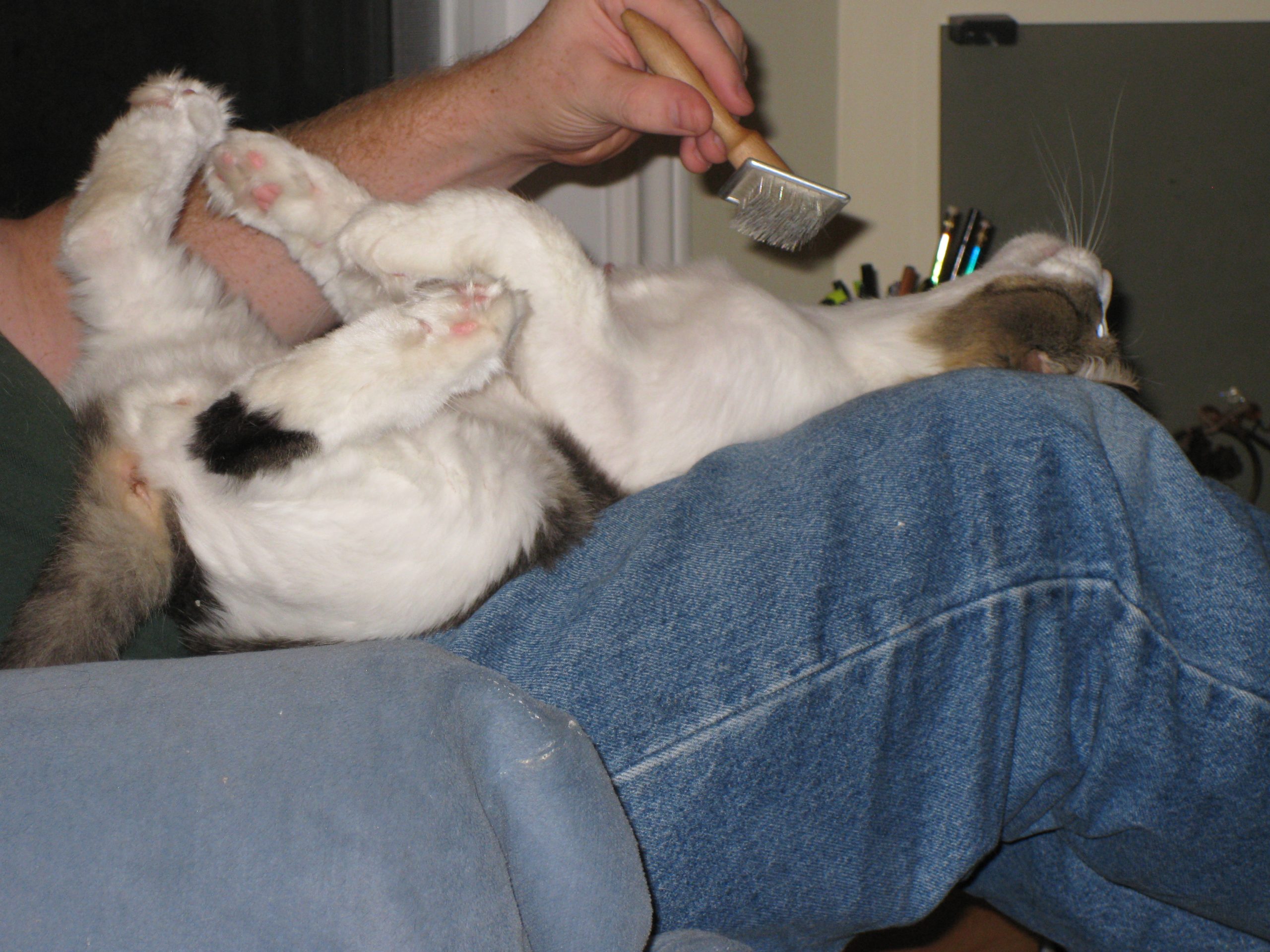 A long-furred grey-and-white cat, upside-down with all four paws in the air and his next stretched out so the human can do a good brushing.