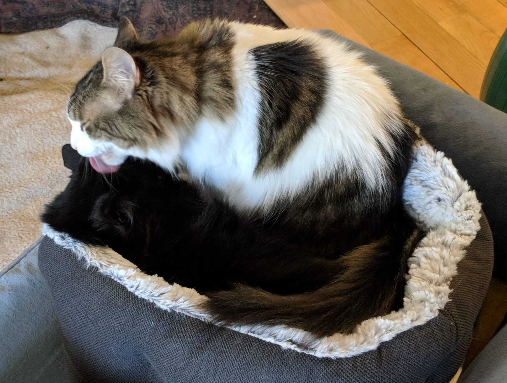 A long-furred grey-and-white cat, sitting on top of a long-furred black cat and grooming her.