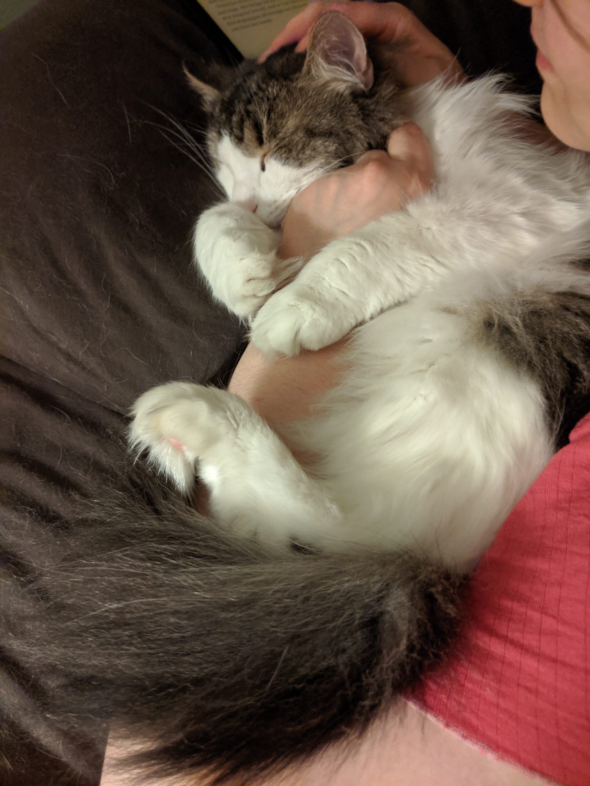 A long-furred grey-and-white cat, curled around the arm of a human who is reading a book.