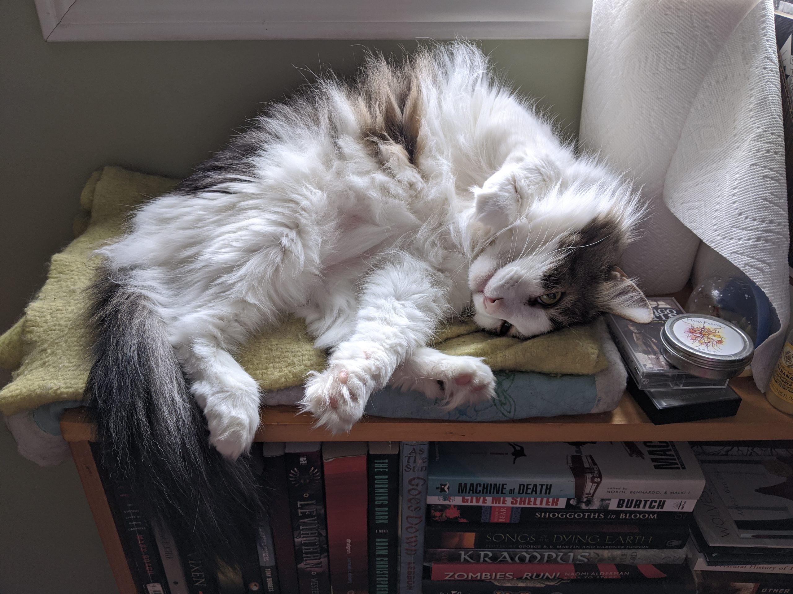 A long-furred grey-and-white cat, lying on a blanket on top of a bookcase and rolled on his side.