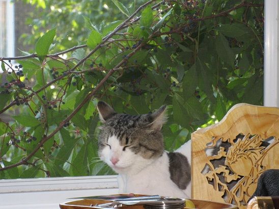A long-furred grey-and-white cat, fur cut short from a recent vet trip, sitting with his back to a window and closing his eyes safely.