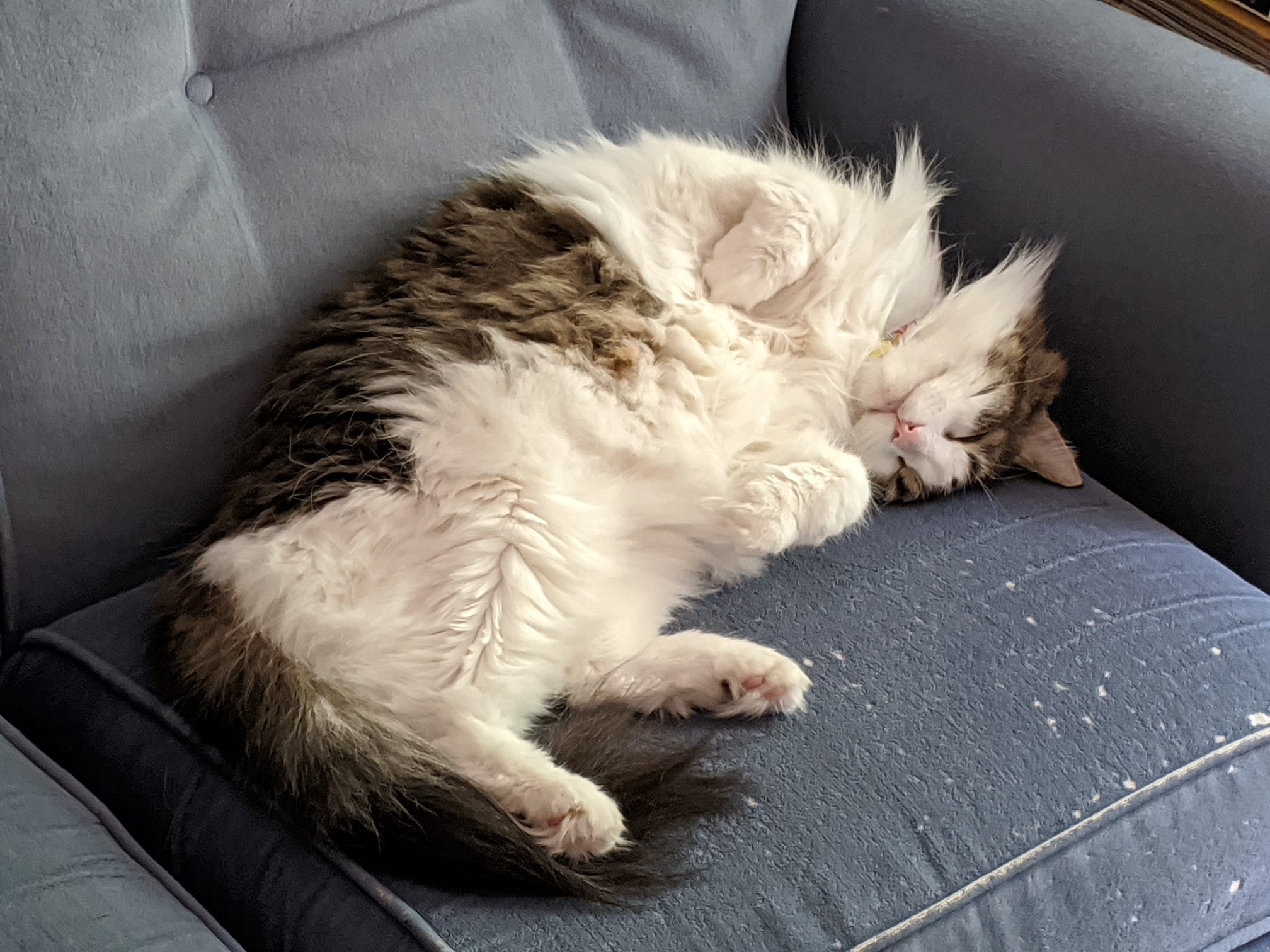 A fluffy grey and white cat on a blue couch. He is curled on his side and back, showing his belly, and his eyes are closed.
