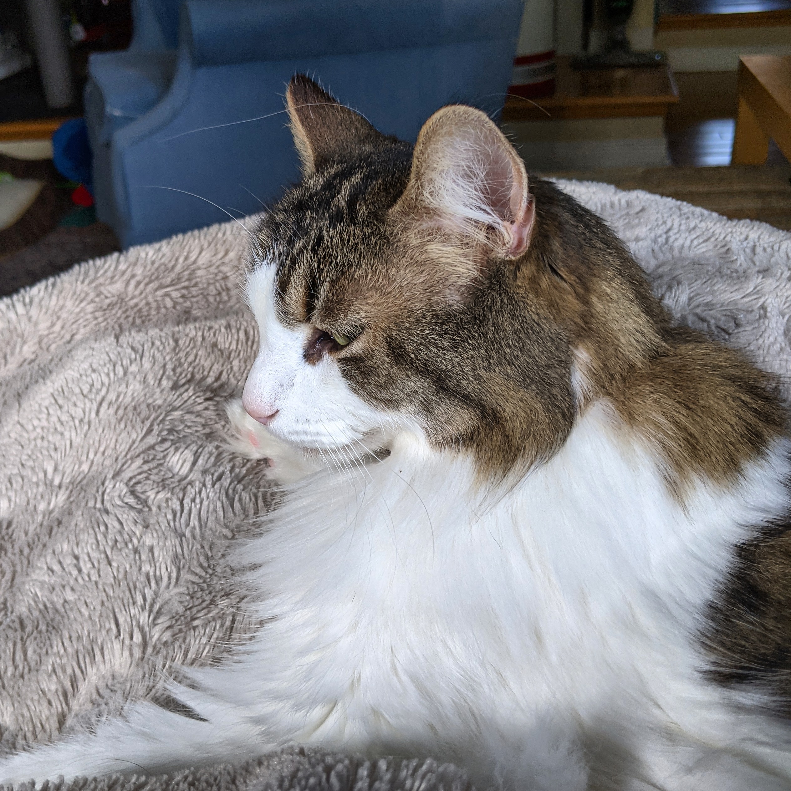 A grey-and-white cat, extremely fluffy, in profile from slightly above. The one eye the viewer can see is green.