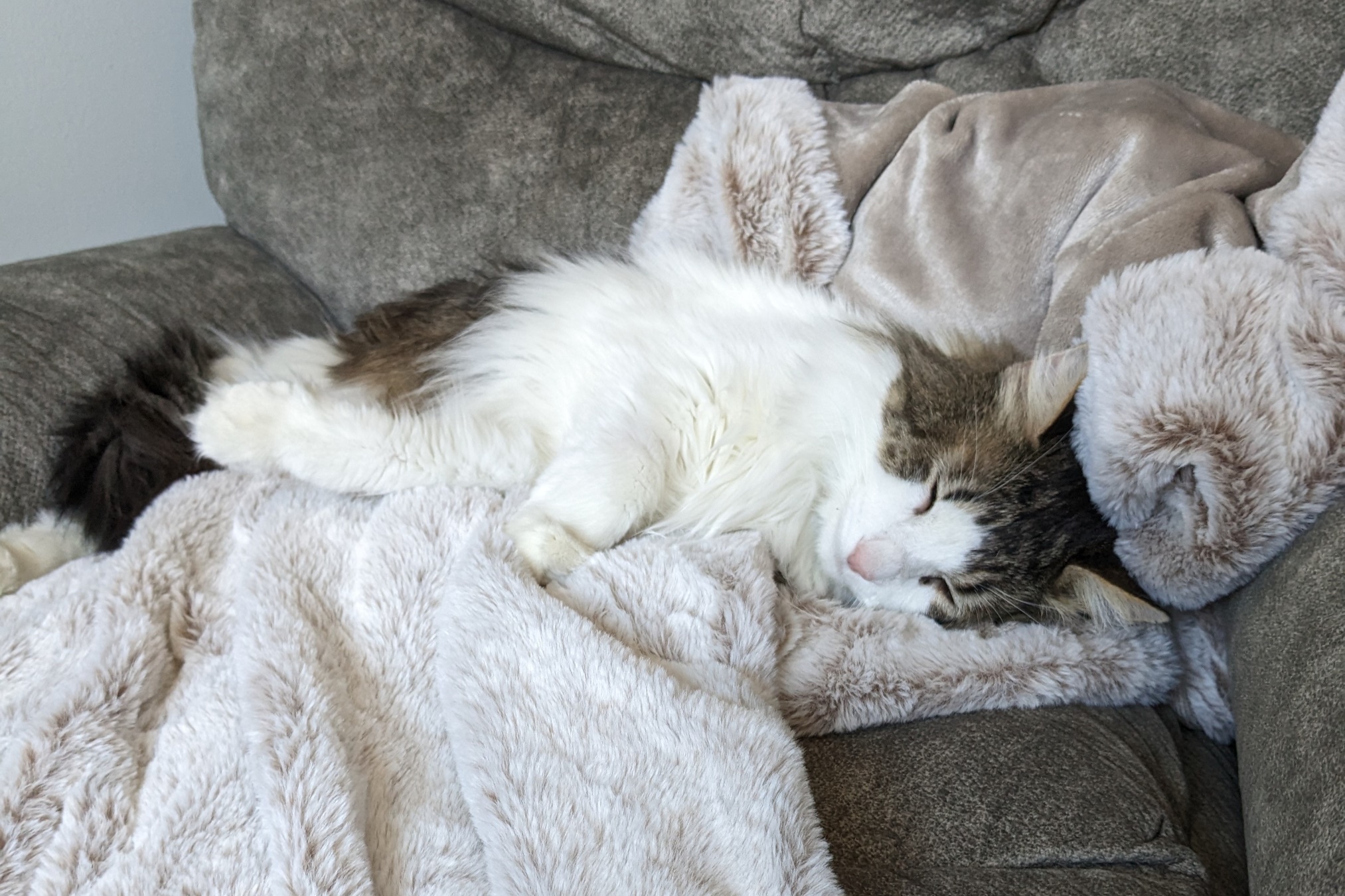 A grey-and-white cat with ragdoll leanings, lying with happilly closed eyes on a white throw on a grey chair.