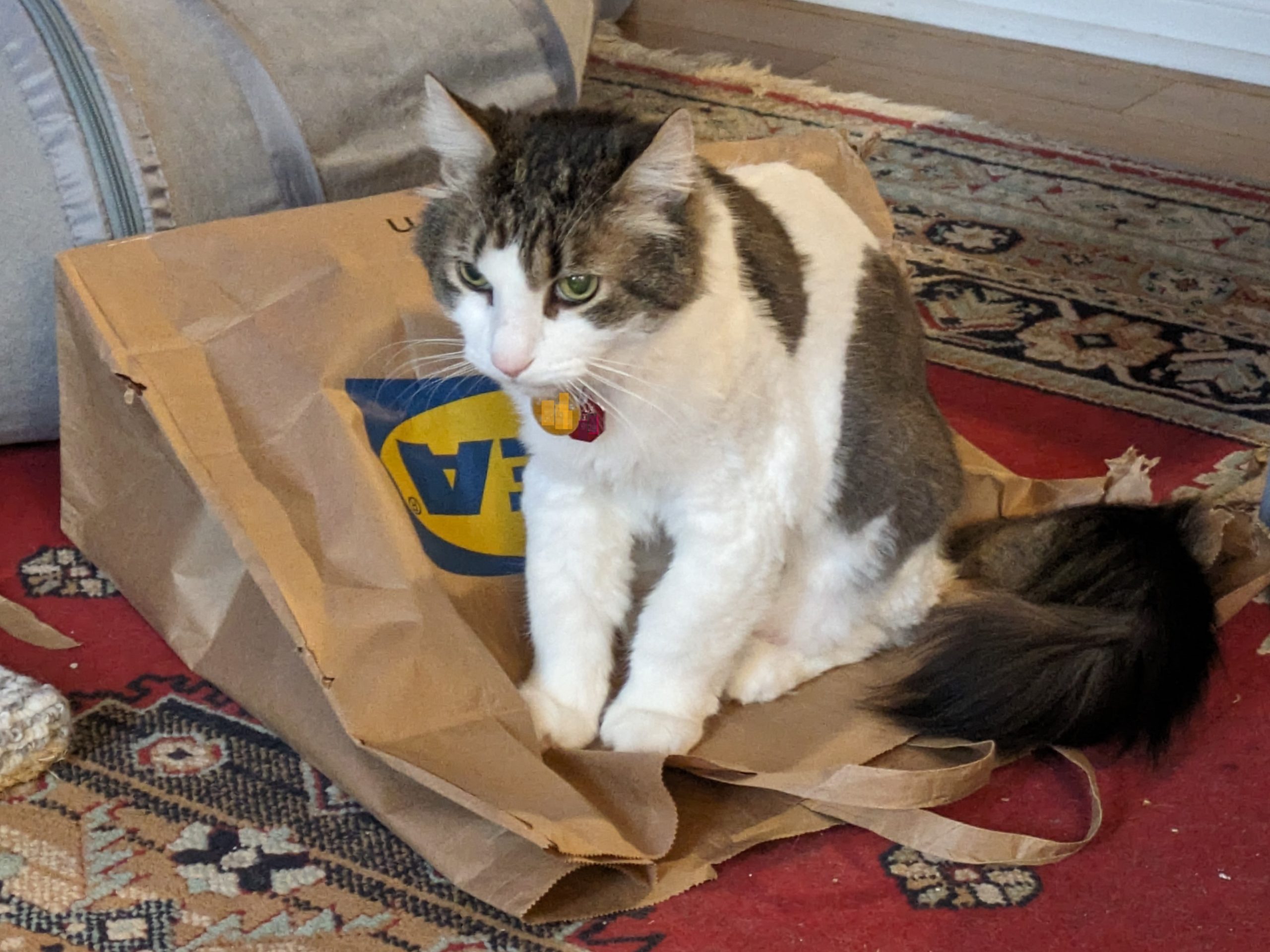 A grey-and-white cat, intently sitting on top of an IKEA bag. The bag is bulked up and he is holding it closed.